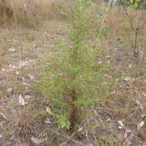 Dittrichia graveolens at O'Malley, ACT - 1 Apr 2015 10:49 AM