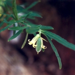 Billardiera scandens (Hairy Apple Berry) at Conder, ACT - 21 Dec 2000 by MichaelBedingfield