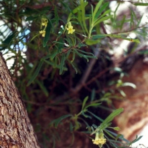 Billardiera scandens at Conder, ACT - 21 Dec 2000