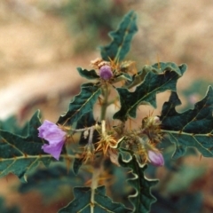 Solanum cinereum (Narrawa Burr) at Chapman, ACT - 30 Jan 2010 by michaelb