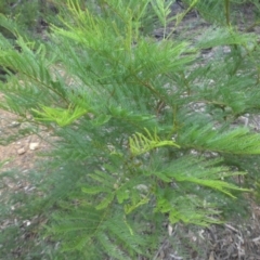 Acacia decurrens at Majura, ACT - 3 Apr 2015 11:07 AM