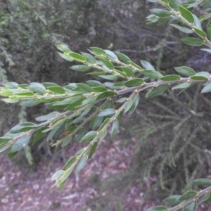 Acacia paradoxa at Campbell, ACT - 3 Apr 2015