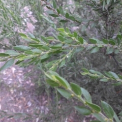 Acacia paradoxa at Campbell, ACT - 3 Apr 2015