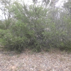 Acacia paradoxa at Campbell, ACT - 3 Apr 2015