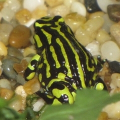 Pseudophryne pengilleyi (Northern Corroboree Frog) at Acton, ACT - 20 Jan 2010 by GeoffRobertson