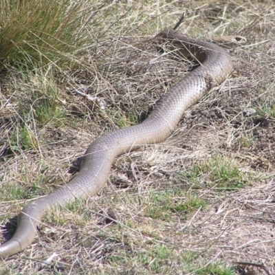 Pseudonaja textilis (Eastern Brown Snake) at Winifred, NSW - 3 Oct 2008 by GeoffRobertson