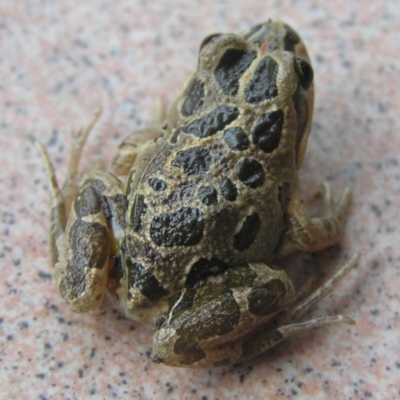 Limnodynastes tasmaniensis (Spotted Grass Frog) at Winifred, NSW - 6 Jun 2008 by GeoffRobertson