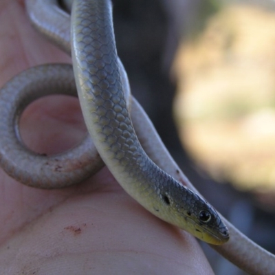 Delma inornata (Olive Legless-lizard) at Tharwa, ACT - 5 Apr 2008 by GeoffRobertson