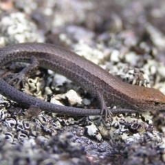 Lampropholis guichenoti (Common Garden Skink) at Winifred, NSW - 28 Mar 2008 by GeoffRobertson