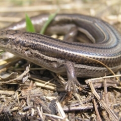 Acritoscincus duperreyi (Eastern Three-lined Skink) at Winifred, NSW - 28 Mar 2008 by GeoffRobertson