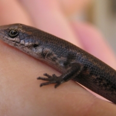 Pseudemoia entrecasteauxii (Woodland Tussock-skink) at Winifred, NSW - 28 Mar 2008 by GeoffRobertson