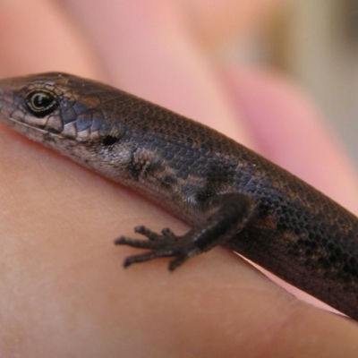 Pseudemoia entrecasteauxii (Woodland Tussock-skink) at Winifred, NSW - 28 Mar 2008 by GeoffRobertson