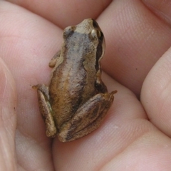 Litoria verreauxii verreauxii (Whistling Tree-frog) at Winifred, NSW - 24 Mar 2008 by GeoffRobertson