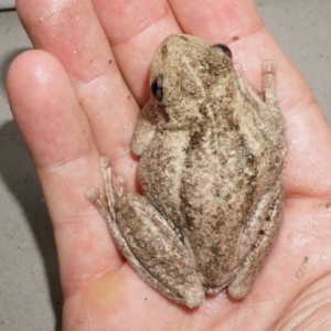 Litoria peronii at Watson, ACT - 21 Nov 2013