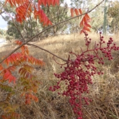 Pistacia chinensis (Chinese Pistachio) at Farrer, ACT - 6 Apr 2015 by Mike