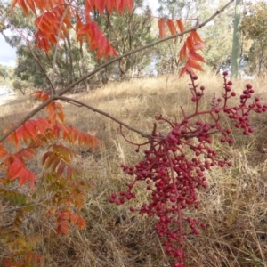 Pistacia chinensis at Farrer, ACT - 6 Apr 2015