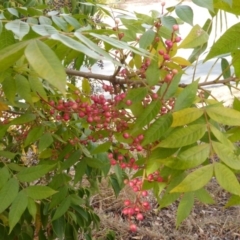 Pistacia chinensis at Farrer, ACT - 6 Apr 2015