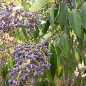 Ligustrum lucidum at Farrer, ACT - 6 Apr 2015