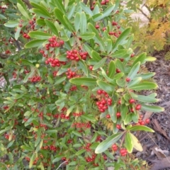 Pyracantha crenulata (Firethorn) at Farrer, ACT - 6 Apr 2015 by Mike