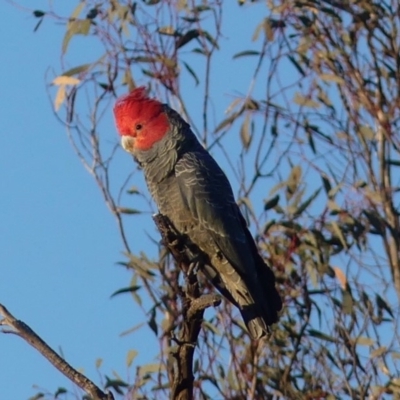 Callocephalon fimbriatum (Gang-gang Cockatoo) at Hackett, ACT - 13 Sep 2018 by WalterEgo