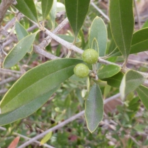 Olea europaea subsp. cuspidata at Farrer, ACT - 6 Apr 2015