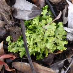 Cladia muelleri (A lichen) at Farrer, ACT - 6 Apr 2015 by Mike