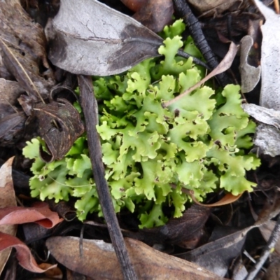 Cladia muelleri (A lichen) at Farrer, ACT - 6 Apr 2015 by Mike