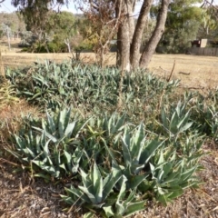 Agave americana (Century Plant) at Farrer Ridge - 6 Apr 2015 by Mike