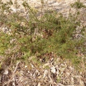 Acacia ulicifolia at Farrer, ACT - 6 Apr 2015