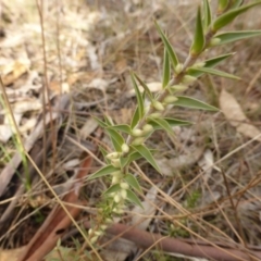 Melichrus urceolatus (Urn Heath) at Farrer, ACT - 6 Apr 2015 by Mike