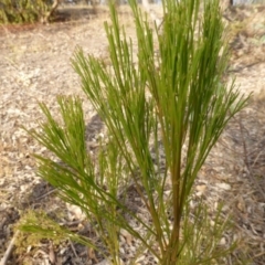 Exocarpos cupressiformis (Cherry Ballart) at Farrer, ACT - 6 Apr 2015 by Mike