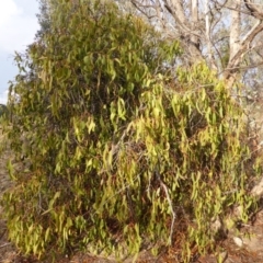 Amyema sp. (Mistletoe) at Farrer, ACT - 6 Apr 2015 by Mike