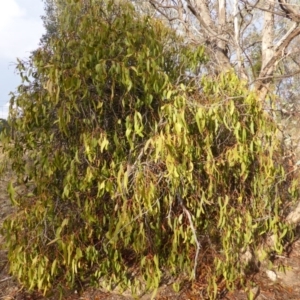 Amyema sp. at Farrer, ACT - 6 Apr 2015 04:30 PM