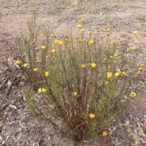 Xerochrysum viscosum at Farrer, ACT - 6 Apr 2015