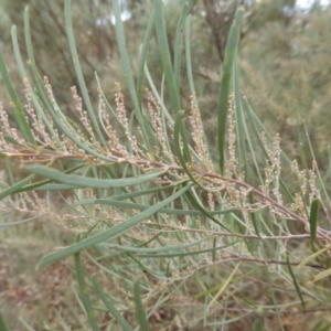 Acacia boormanii at Farrer, ACT - 6 Apr 2015