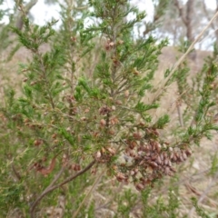 Erica lusitanica (Spanish Heath ) at Farrer Ridge - 6 Apr 2015 by Mike