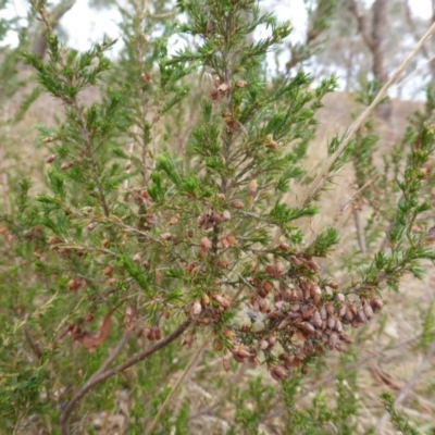 Erica lusitanica (Spanish Heath ) at Farrer Ridge - 6 Apr 2015 by Mike