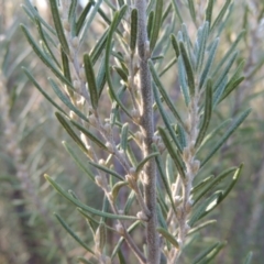 Bertya rosmarinifolia (Rosemary Bertya) at Paddys River, ACT - 31 Mar 2015 by michaelb