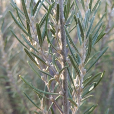 Bertya rosmarinifolia (Rosemary Bertya) at Paddys River, ACT - 31 Mar 2015 by michaelb