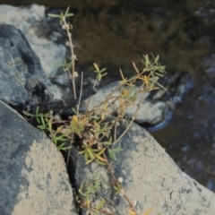 Alternanthera denticulata (Lesser Joyweed) at Paddys River, ACT - 31 Mar 2015 by michaelb