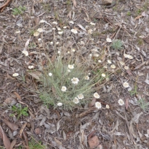 Leucochrysum albicans subsp. tricolor at Farrer, ACT - 6 Apr 2015 04:40 PM