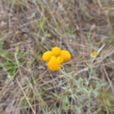 Chrysocephalum apiculatum (Common Everlasting) at Farrer, ACT - 6 Apr 2015 by Mike