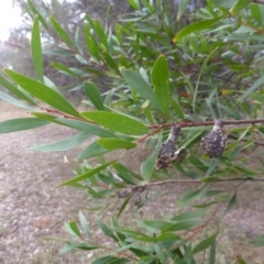 Hakea salicifolia (Willow-leaved Hakea) at Isaacs Ridge - 6 Apr 2015 by Mike