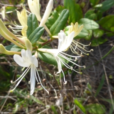 Lonicera japonica (Japanese Honeysuckle) at Jerrabomberra, ACT - 31 Mar 2015 by Mike