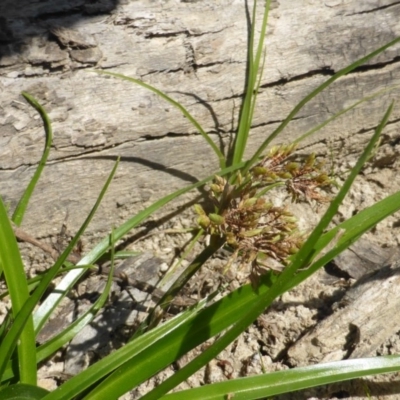 Cyperus eragrostis (Umbrella Sedge) at Jerrabomberra, ACT - 29 Mar 2015 by Mike