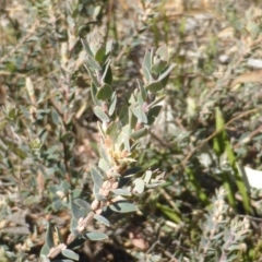 Brachyloma daphnoides (Daphne Heath) at Isaacs Ridge - 29 Mar 2015 by Mike