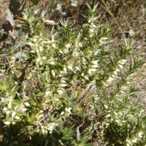 Melichrus urceolatus at Isaacs Ridge - 29 Mar 2015