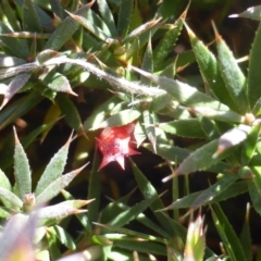 Astroloma humifusum (Cranberry Heath) at Jerrabomberra, ACT - 28 Mar 2015 by Mike