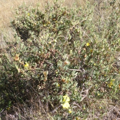 Hibbertia obtusifolia (Grey Guinea-flower) at Isaacs Ridge - 28 Mar 2015 by Mike