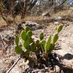 Opuntia sp. (Prickly Pear) at Jerrabomberra, ACT - 29 Mar 2015 by Mike